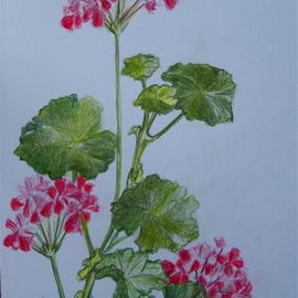 Luise Andersen: 'LARGE POSTCARD FOR JOY', 2007 Other Drawing, Floral. Artist Description: I knew, Joys birthday was on the 27th. . had asked her often enough. .  on her porch was this Geranium. .  just leaves. .  no blossoms. .  and I thought. . hm. . I am going to draw her an original. . for her birthday. . So. . I went inside . . sat down at the favorite chair ...
