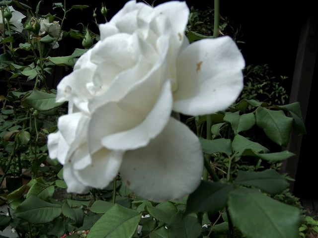 Luise Andersen  'Last White Rose Of Summer', created in 2010, Original Fiber.