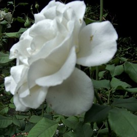 Luise Andersen: 'Last White Rose Of Summer', 2010 Color Photograph, Floral. Artist Description:  . . . captured with camera,  this pretty Rose. . from front. . and turned. . to view the other beautiful flowers in Pauline's Garden. .' my sanctuary' . . smiiile. . when this side view prompted me to lift my camera again. . . intriguing. . pretty. . and light different from that' angle' . . so. . here SHE IS. . .and I ...