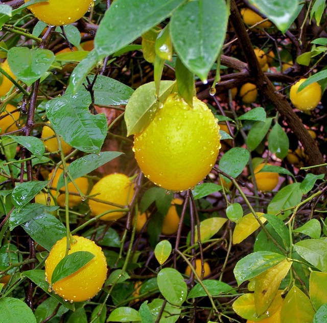 Luise Andersen  'MEYER Lemon Drops I', created in 2010, Original Fiber.
