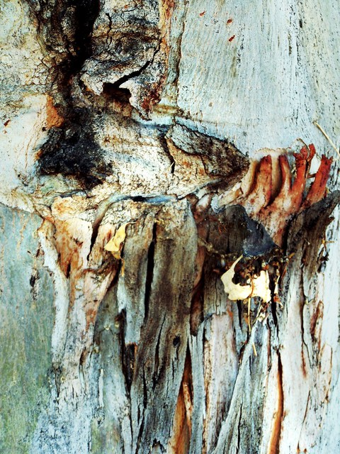 Artist Luise Andersen. 'MIGSE EucalyptusSeries' Artwork Image, Created in 2011, Original Fiber. #art #artist