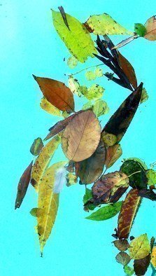 Luise Andersen: 'Magic In The Pool  MIP Autumn Leaves', 2010 Color Photograph, nature.  . . . pix taken Dec. 14,2020. . see description under first upload of today, MIP 'Afloat' ...