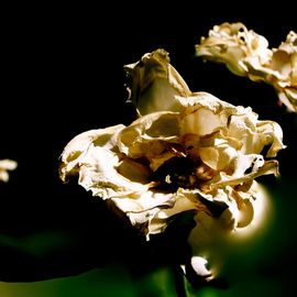 Luise Andersen: 'Mignon Extreme ART Sept Twenty TwoOTwelve', 2012 Other Photography, Digital. Artist Description: This is to' vent' . . for me. . upload it to my portfolio, for record only.  . . . . mood changes. . abrupt. . viewed my latest series of beautiful Roses. . and was overcome with extreme' anxiety' . . could not escape my feelings. . thoughts. . hands expressed for me. .I will title this image. .' Promises. . Promises. . . .' . .# Size ...