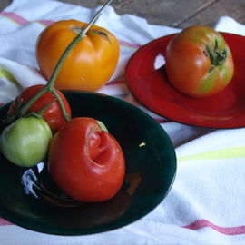 Luise Andersen: 'ODD PICKINGS Tomato Series On Glass On Copper Grouping No Four ', 2007 Color Photograph, Still Life. Artist Description:  WORKING SINCE HOURS ON DECISION, WHICH ONES TO CHOOSE FOR UPLOAD ON PORTFOLIO. HAS KEPT ME SO BUSY- CONCENTRATING ON COMPOSITIONS AND HUES. . FEEL SO MUCH BETTER JUST THINKING RE COLORS AND COMPOSITIONS CHOICES. WE ALL KNOW, THAT GREEN AND RED COMBINED, MAKES GREAT IMPACT. . PLUS THE YELLOW . . ...
