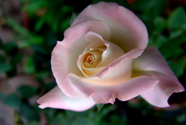Luise Andersen  'PINK Rose Series II', created in 2008, Original Fiber.