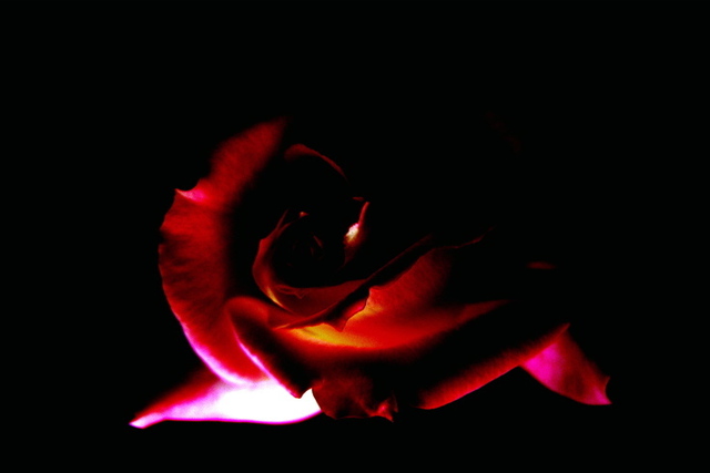 Luise Andersen  'PINK Rose Series VI ', created in 2008, Original Fiber.