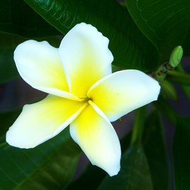 Luise Andersen: 'PLUMERIA I Exotic Island Flower', 2011 Color Photograph, nature. Artist Description:  'Mafalda' , One of my longtime Paulines' Friends, gave her this exotic plant. . Yesterday, she started to bloom. . the first time ever. . . She is waxlike in her beautiful formed petals. . and glows from far amongst her graceful oval, rich green leaves. . they grow  circle wise. . like umbrella  in formation. . ...