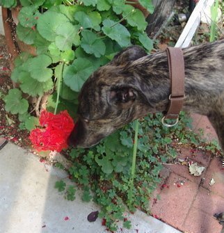 Luise Andersen: 'PRINCE Olen  GreyHound   II', 2008 Color Photograph, Dogs. Artist Description:  WHEN WE RETURN FROM ENERGETIC SHORT WALK, OR JUST LOOKY- LOO OUT FROM FRONT PORCH OF CONDO- PRINCE SNIFFES EVERY FLOWER. . . LEAVES. . STEMS. . THIS GERANIUM  ALWAYS ON WAY OUT OR IN- GETS HIS 'NOSE' . . ; - ) SO. . I GOT HIM . . WITH CAMERA. . ...