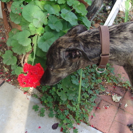 Luise Andersen: 'PRINCE Olen  GreyHound   II', 2008 Color Photograph, Dogs. Artist Description:  WHEN WE RETURN FROM ENERGETIC SHORT WALK, OR JUST LOOKY- LOO OUT FROM FRONT PORCH OF CONDO- PRINCE SNIFFES EVERY FLOWER. . . LEAVES. . STEMS. . THIS GERANIUM  ALWAYS ON WAY OUT OR IN- GETS HIS 'NOSE' . . ; - ) SO. . I GOT HIM . . WITH CAMERA. . ...