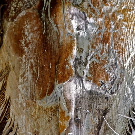 Luise Andersen: 'Palm Tree Bark MIG SUL II', 2012 Other Photography, Other. Artist Description:    . . . intrigues me the bark of trees. . fronds. . branch shapes. . here in palms. . the textures. . colors. . and forms. . utterly sensual often. . erotic. . figures. . faces. . another imaginary. . . yet real image. .depends who views. . 'how eyes see. . and how the' feel' is at the time. . .. . and. . of course. . the light. . : ) : ) . .* size ...
