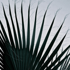 Luise Andersen: 'Palm Tree Detail FAN I', 2012 Other Photography, Trees. Artist Description:   . . . took a series yesterday. . . . intrigued me. . . the beautiful Palm Leaves. . . . striking in their form. . specially with light in background. . . .* * size for uploading purpose only. ...