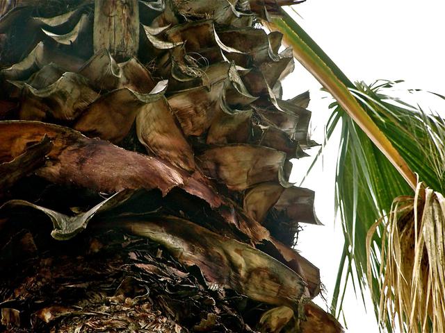 Artist Luise Andersen. 'Palm Tree Detail I' Artwork Image, Created in 2013, Original Fiber. #art #artist