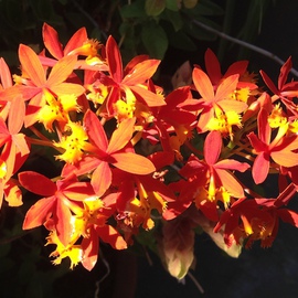 Luise Andersen: 'Pauline s  Summer Garden 2014   ORCHID I', 2014 Color Photograph, Floral. Artist Description:   . . July 7 2014- - ohh they are brilliant. . vivid in orange red hues. . and golden of yellows. . in most intricate precious form. . clusters of light, in Pauline W' s beautiful garden. . vibrant glow in abundant growing habits. . on long thin stalks. . graceful moving in summer breezes multiplying in ...