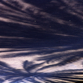 Luise Andersen: 'REFLECTIONS OF AFTERNOON Palm Trees On Asphalt I', 2008 Color Photograph, Trees. Artist Description:  Just going outside. . not really in mood to notice anything. . that is. . when it usually 'hits' . . should know better. . . when the' design' . . moving with slight breeze. . spread in front of me. .  held my breath . . and watched. . the more I watched. . the more I noticed. . true reflection of palm ...
