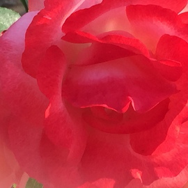 Luise Andersen: 'ROSE in springtime  MAY 16  2015', 2015 Color Photograph, Floral. Artist Description:  . . their light and hues. . delicate petals, called me to come closer. .. . pure enchantment. . for me. .* * size for uploading purpose onlyprints not availabe. . no printer. and cannot afford the inks and papers etc. . can you imagine, my experimenting? . . hmmm. .   ...