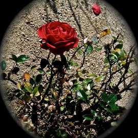 Luise Andersen: 'ROSEs In WINTER  II of series', 2013 Color Photograph, Floral. Artist Description:   . . On my walk to the Fountains, found Roses in full bloom on the other side of the street/ Sierra . . Avenue. . . . .  Bees were 'busy' . . . . rushing into the deep of Roses . .* * size for uploading purposes only++ copies at present not available. Have not working printer. . nor can afford to get ...