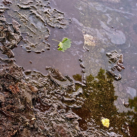 Luise Andersen: 'Rain Puddles EXT I  May FirstTwoOTwelve', 2012 Other Photography, Trees. Artist Description:           please, distance a bit from monitor viewing my work. . thank you.++ . . texture in these drew me. . the lichen. . mosses. . dirt. . layers of. . pebbles. . twigs. . leaves. . and white stuff floating and sticking on top in all kind of forms from residue of parking cars. .* * this series is edited. Size ...