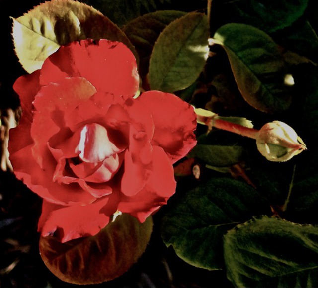 Luise Andersen  'Rose In Autumn I', created in 2013, Original Fiber.