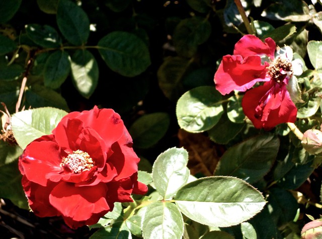 Luise Andersen  'Rose In Autumn II', created in 2013, Original Fiber.