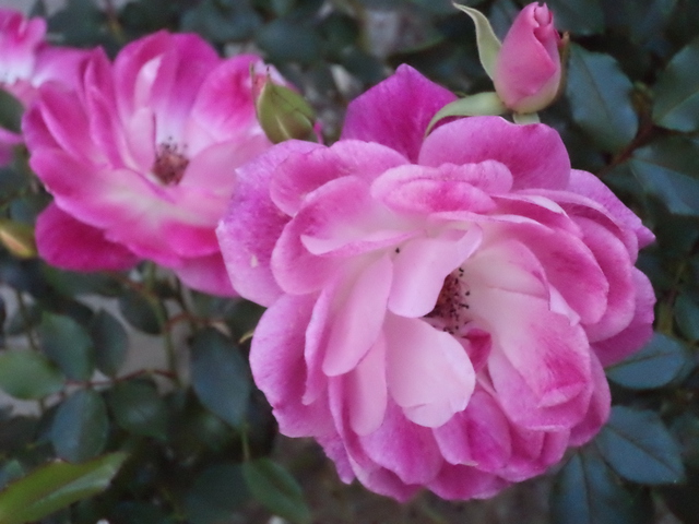 Luise Andersen  'Roses In Winter I', created in 2014, Original Fiber.