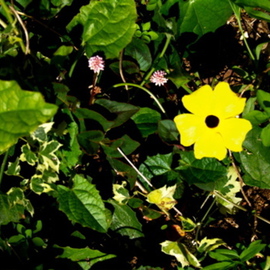 Luise Andersen: 'SMILE In Radcliff Gardens', 2007 Color Photograph, Other. Artist Description: walked along the paths. . and stopped in my tracks. .  as if this beautiful small flower lit up the space all around it. .    ...