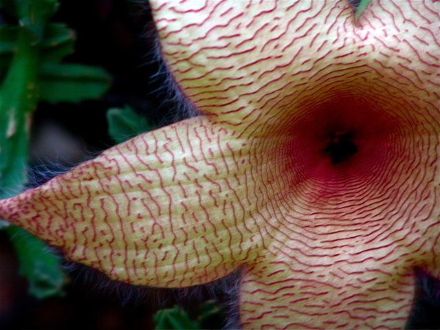 Luise Andersen  'STARFISH  Cacti Flower ', created in 2008, Original Fiber.