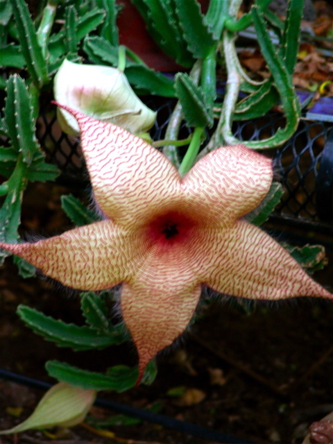 Luise Andersen  'STARFISH  Cacti Flower ', created in 2008, Original Fiber.