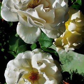 Luise Andersen: 'Series For Birthday Greetings VI WHITE ROSES sers', 2011 Color Photograph, Floral. Artist Description:   . . . going Sanctuary for the rest of the day. . will see. . . what am going to create. . after swimming. . sooo hottt. . . need the cool. wet, brilliant of blue. . .Have a peaceful weekend. . wish joy in' heart' . . . and back with you, later in evening. .Till then. . .Yours, Luise ,' Mignon' c) ...