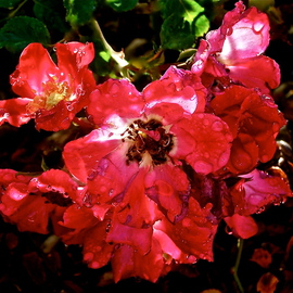 Luise Andersen: 'Song Of Gypsy Soul ROSES iii  SeptSeventnTwoOTwlve', 2012 Color Photograph, Floral. Artist Description:   . . .' see' them heavy with water droplets usually. . . in glowing beautiful reds. . their hearts enchant my eyes . . resonance of' dizzying dances in fiery red dress. . . light of laughter. . crystal glass droplets. . tears . . . . . . .'* * size is for uploading purpose only.  ...