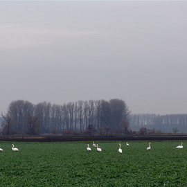 Luise Andersen: 'TREBUR  Germany  SWANS IN FIELD', 2007 Other Photography, Other. Artist Description: Zoomed in some more. . careful not to distort too much. . got some of them in the pic alright. .  since so foggy, I sharpened images contrast somewhat. .  You will see in other. .  how the fog made it all appear almost mystical. . Never, ever in my life. .  I have viewed ...