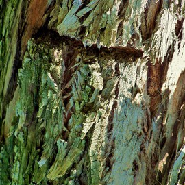 Luise Andersen: 'TREE BARK AI', 2011 Color Photograph, Trees. Artist Description:  . . . during my morning walk always look at trees. . feel their generous energies. admiretheir beautiful. . often mighty forms. . their bark. . foliage. .had the chance to shoot another series. . and upload a few. . from distance. . do not notice the crevices, textures. .colors. . mosses. . fungi. . bugs. . ants. . the light and ...