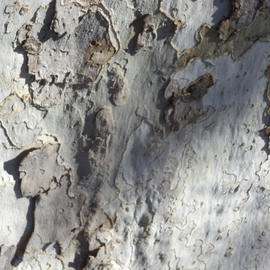 Luise Andersen: 'TREE BARK IMAGERY I  MIGEXTR', 2013 Color Photograph, Abstract. Artist Description:           from Nov. 13,2013- -* * size mentioned here for uploading purposes only.      * * UNEDITED ORIGINAL * size for uploading purpose only. ...