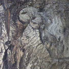 Luise Andersen: 'TREE TRUNK Imagery I', 2013 Color Photograph, Abstract. Artist Description:  from Nov. 8,2013 photo series. . unedited original photograph* * size mentioned here for uploading purposes only. ...