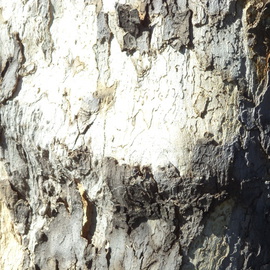 Luise Andersen: 'TREE TRUNK Imagery III MIGEXTR', 2013 Color Photograph, Abstract. Artist Description:          from Nov. 13,2013- -* * size mentioned here for uploading purposes only.      size for uploading purpose only.   ...