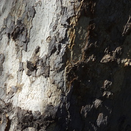 Luise Andersen: 'TREE TRUNK Imagery II MIGEXTR', 2013 Color Photograph, Abstract. Artist Description:         from Nov. 13,2013- -* * size mentioned here for uploading purposes only.      size for uploading purpose only.  ...