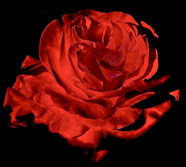 Artist Luise Andersen. 'The Other Rose Of Mignon II' Artwork Image, Created in 2012, Original Fiber. #art #artist