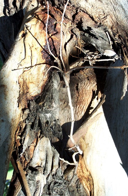 Artist Luise Andersen. 'Tree Trunk Bark EUCALYPT  II ' Artwork Image, Created in 2011, Original Fiber. #art #artist