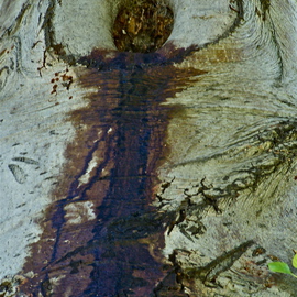 Luise Andersen: 'Trees And Images In Bark MIGTRE II', 2012 Color Photograph, Trees. Artist Description:    . . . . as you notice. . viewing images of my portfolio. . . am intrigued. . drawn to TREES. . . . living Spirit of these precious beings that I treasure. . explore. . respect. . love. . . .Their Bark. . branches. . leaves. . their sound. . light and shadow play. . the 'clear' of feel. . . around trees. .. . am inspired . . privileged. . . . to discover images. . in ...
