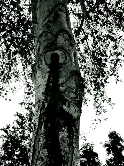 Artist Luise Andersen. 'Trees And Images In Bark MIGTRE III' Artwork Image, Created in 2012, Original Fiber. #art #artist