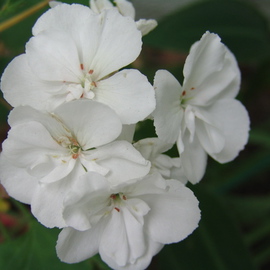 Luise Andersen: 'WHITE GERANIUM II', 2008 Color Photograph, Floral. Artist Description:  AS YOU NOTICE, BY UPLOADING SEVERAL OF THESE WHITE COLORED GERANIUMS. . I DELIGHT IN DISCOVERY OF THIS ABUNDANT BLOOMER IN WHITE, TOO. . ALL FLOWERS, FROM SMALLEST TO LARGE. . SPECIALLY ALSO WILD FLOWERS, WHICH ARE NAMED WEED. . WHEN THEY SHOW THEIR BEAUTIFUL BLOOMS. . PRECIOUS TO ME. GERANIUM IS A ...