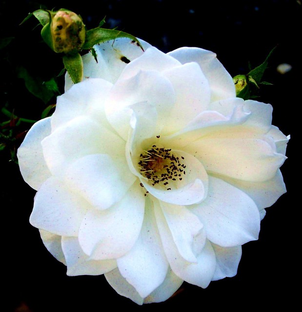 Luise Andersen  'WHITE ROSE OF WEDNESDAY VII', created in 2011, Original Fiber.