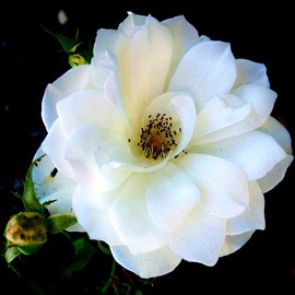 Luise Andersen: 'WHITE ROSE OF WEDNESDAY VII B', 2011 Color Photograph, Floral. Artist Description:     CHOSE PHOTOGRAPH  THE BEAUTIFUL' COOL' TRANSPARENT ONE,' wHITE rOSE nO III, WHICH IS UNTOUCHED. . NO ENHANCEMENTS ETC. . . it is in right of this image as smaller ' thumbprint' of image. . but is same size as this one and original photograph. . it is in the top of. . As all thumbprints, ...