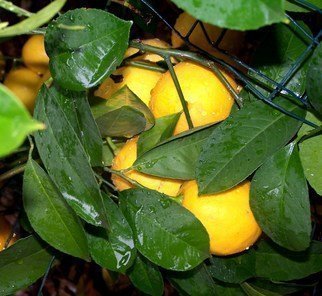 Luise Andersen: ' LEMOND ROPS II', 2010 Color Photograph, nature.  . . . description under Meyer Lemon Drops I. . ...