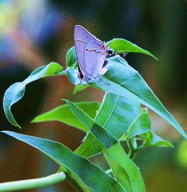 Artist Luise Andersen. ' Lilac Butterfly  II' Artwork Image, Created in 2011, Original Fiber. #art #artist