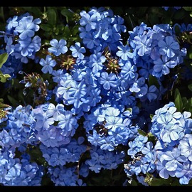 Luise Andersen: 'abloom now III  MIG', 2013 Color Photograph, Floral. Artist Description:    May 23,2013- - . . . . delightful in form. . enchant in wonderful blue tones. . . . . magical . . . . blooming now. . .* * size for uploading purpose onlycopies not available at present. . . . but soon. .    ...
