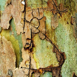 Luise Andersen: 'abstract LIRO II  treebark ', 2011 Other Photography, Abstract. Artist Description: YOU WANT TO REALLY SEE. . . ENLARGE. . ZOOM IN . . . . and distance a bit from monitor. .CAN YOU' SEE' THE MAGIC. . the figure in middle. . ahhh. . now you find more. . find them all. . also the sensual. . erotic. . in other areas. . the depths. . feel in visual of' experience' . .' Find YOU' . . . Your' ...