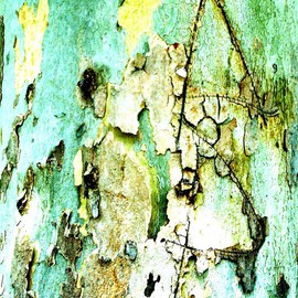 Luise Andersen: 'abstract LI treebark ', 2011 Other Photography, Abstract. Artist Description:  . . . YOU WANT TO REALLY SEE. . . ENLARGE. . ZOOM IN . . . . and distance a bit from monitor. .. . now. . I imagine. . I could print large. . and go in with my brush. . and bring forward even more. . what' my eyes see' . . blows me away. . and will one day. . . not the blow me away. . ...