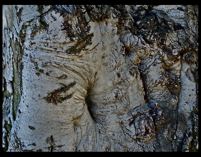 Artist Luise Andersen. 'Bark Of Tree I MayTwentyTwo' Artwork Image, Created in 2013, Original Fiber. #art #artist