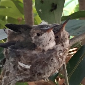 Luise Andersen: 'colibri peeps', 2018 Color Photograph, Birds. Artist Description: May 5,2018- the hummingbird chicks in my backyard garden grew wings large enough to flutter and stretch them now. . beaks longer too. . and sweet tiny precious eyes  do not miss a thing.   picture size for uploading purpose only. ...