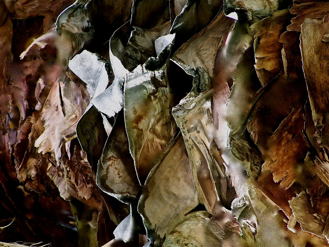 Luise Andersen  'Digital Process From Orig Photograph OF EUCALYPTUS TREE BARK April ThrtnOTwelve', created in 2012, Original Fiber.